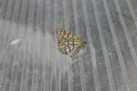 Chiasmia clathrata