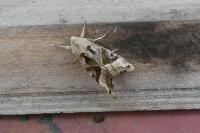 Phlogophora meticulosa