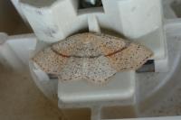 Cyclophora punctaria