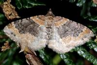 Xanthorhoe ferrugata