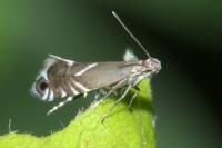 Glyphipterix simpliciella