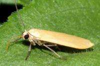 Wittia sororcula