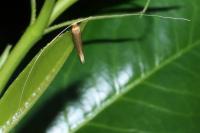 Nematopogon swammerdamella