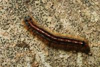 Malacosoma neustria