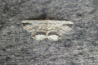 Menophra abruptaria