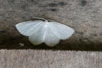 Cabera exanthemata