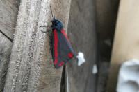 Tyria jacobaeae