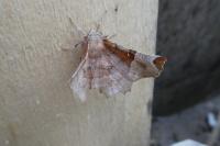 Selenia lunularia