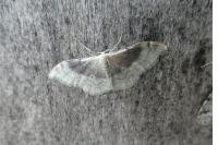Idaea degeneraria