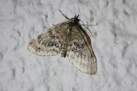 Acasis viretata