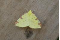 Opisthograptis luteolata