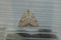 Aplocera efformata/plagiata