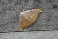 Watsonalla binaria