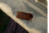Phragmatobia fuliginosa