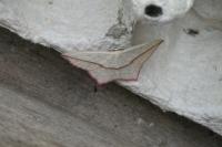 Timandra comae