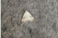 Rivula sericealis
