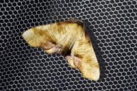 Plagodis dolabraria