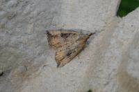 Hypena rostralis
