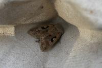 Orthosia gothica