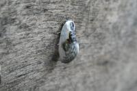Cilix glaucata