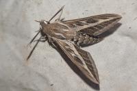 Hyles livornica