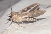 Hyles livornica