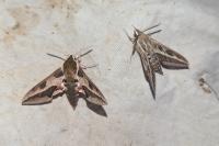 Hyles livornica