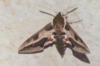 Hyles euphorbiae