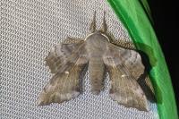 Laothoe populi
