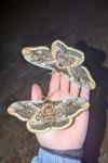 Saturnia pyri