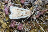 Agrotis ripae