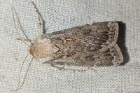Agrotis ripae