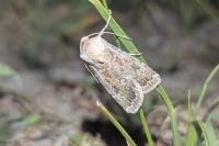 Agrotis ripae