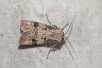Agrotis puta