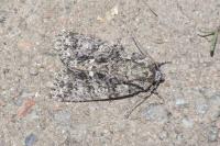 Acronicta rumicis