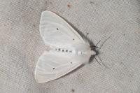 Diaphora mendica
