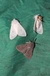 Diaphora mendica
