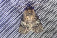 Tethea ocularis