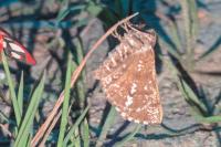 Bupalus piniaria