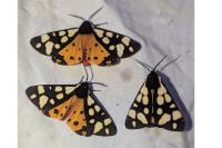 Arctia villica