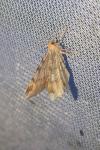 Macaria liturata