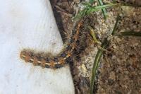 Euplagia quadripunctaria