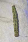 Aporophyla australis
