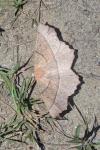 Gerinia honoraria