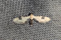 Eupithecia centaureata