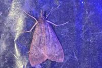 Uresiphita gilvata