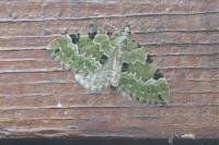 Colostygia pectinataria