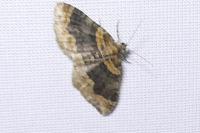 Xanthorhoe ferrugata