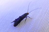 Spuleria flavicaput