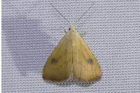 Rivula sericealis